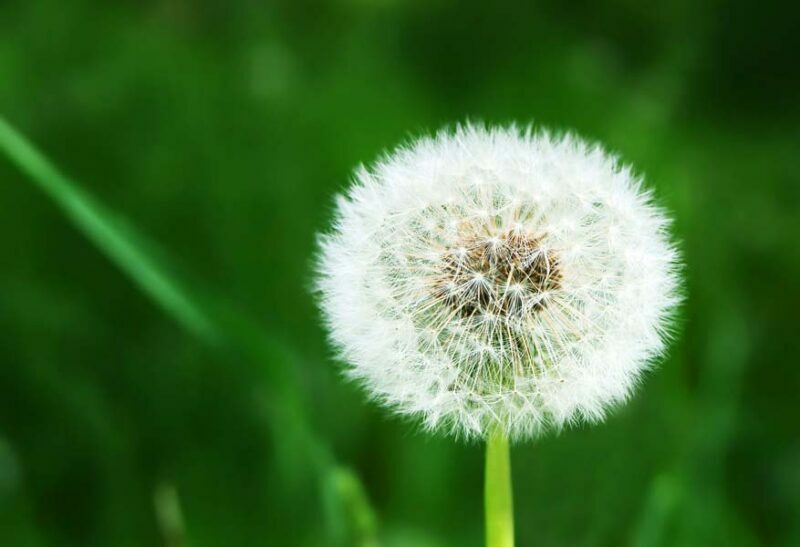 White dandelion on grassy glade background in Hendersonville